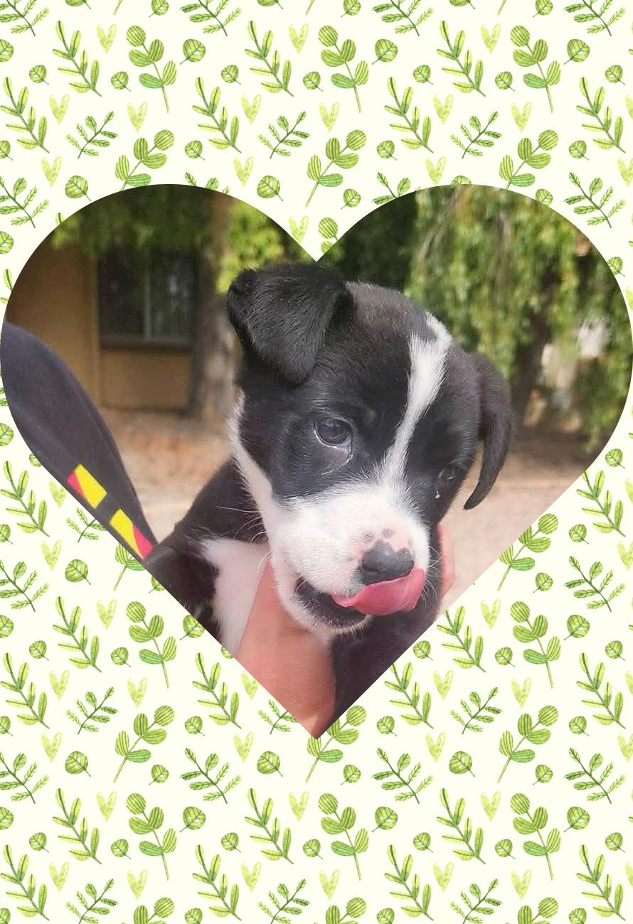 Enlarge OLLIE BABY, a ADOPTABLE mixed breed in Queen Creek, AZ image 3/4