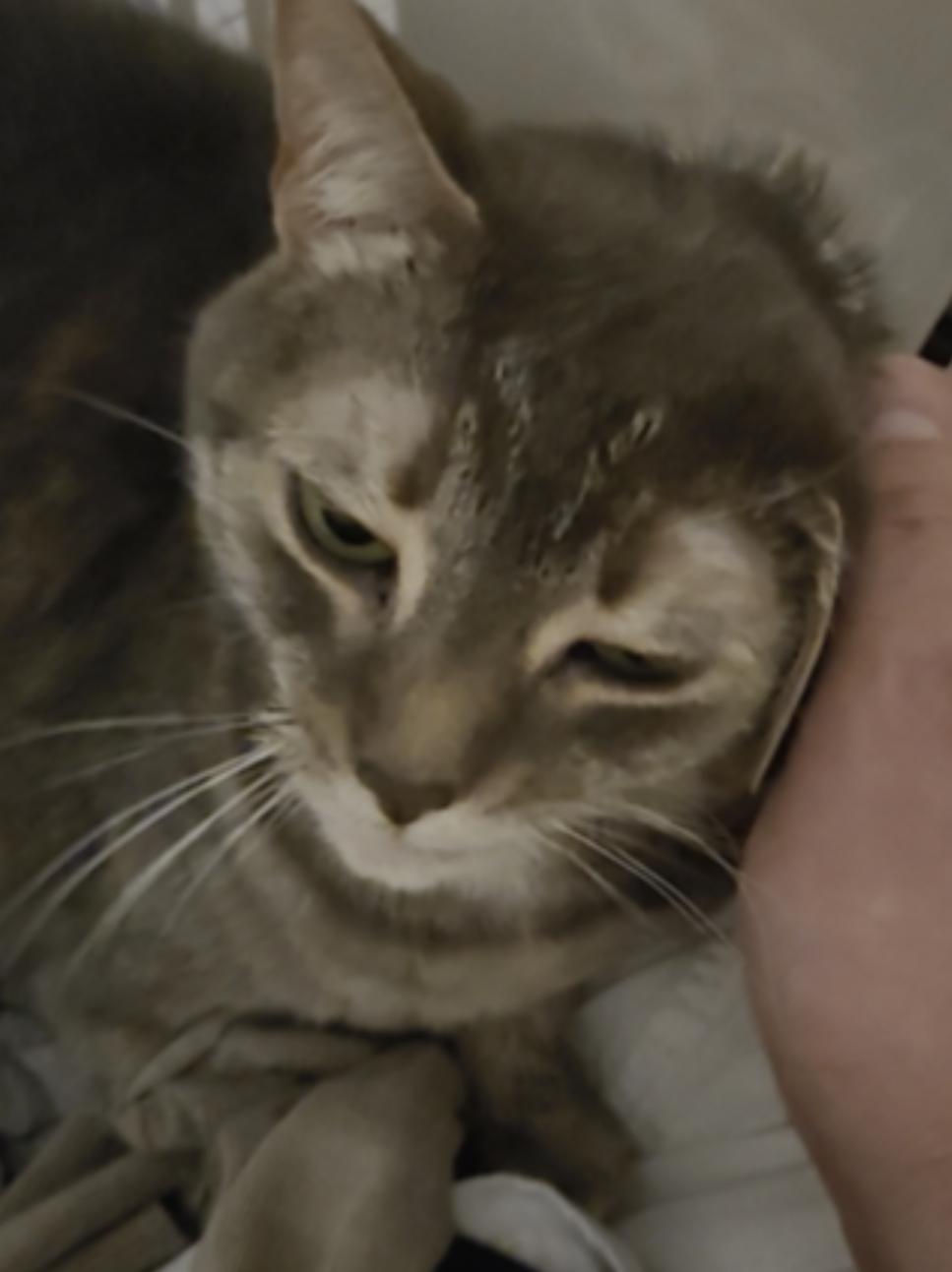 Enlarge Cali, a Adoptable Domestic Short Hair in Charlotte, NC image 3/6