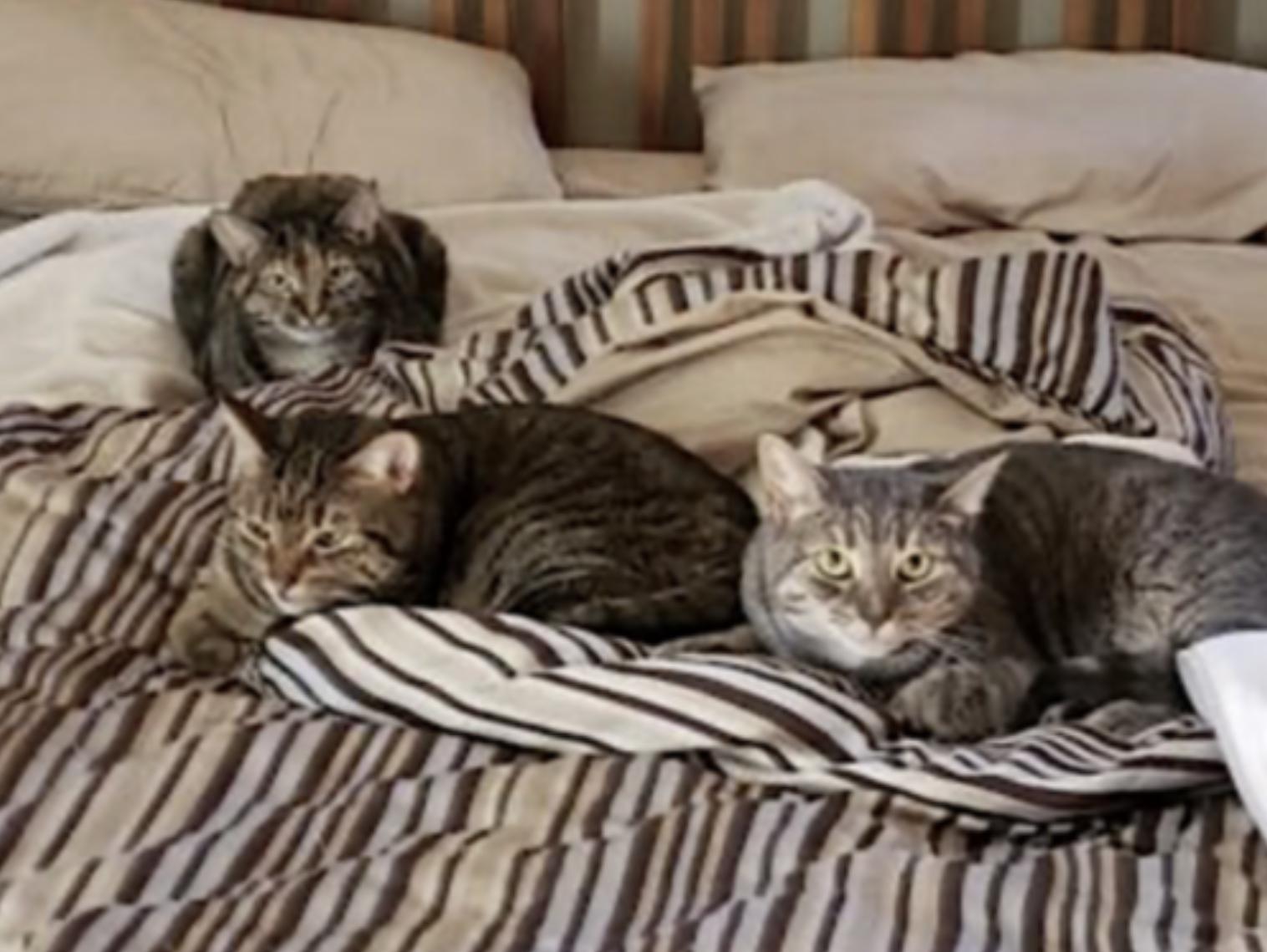 Enlarge Cali, a Adoptable Domestic Short Hair in Charlotte, NC image 6/6