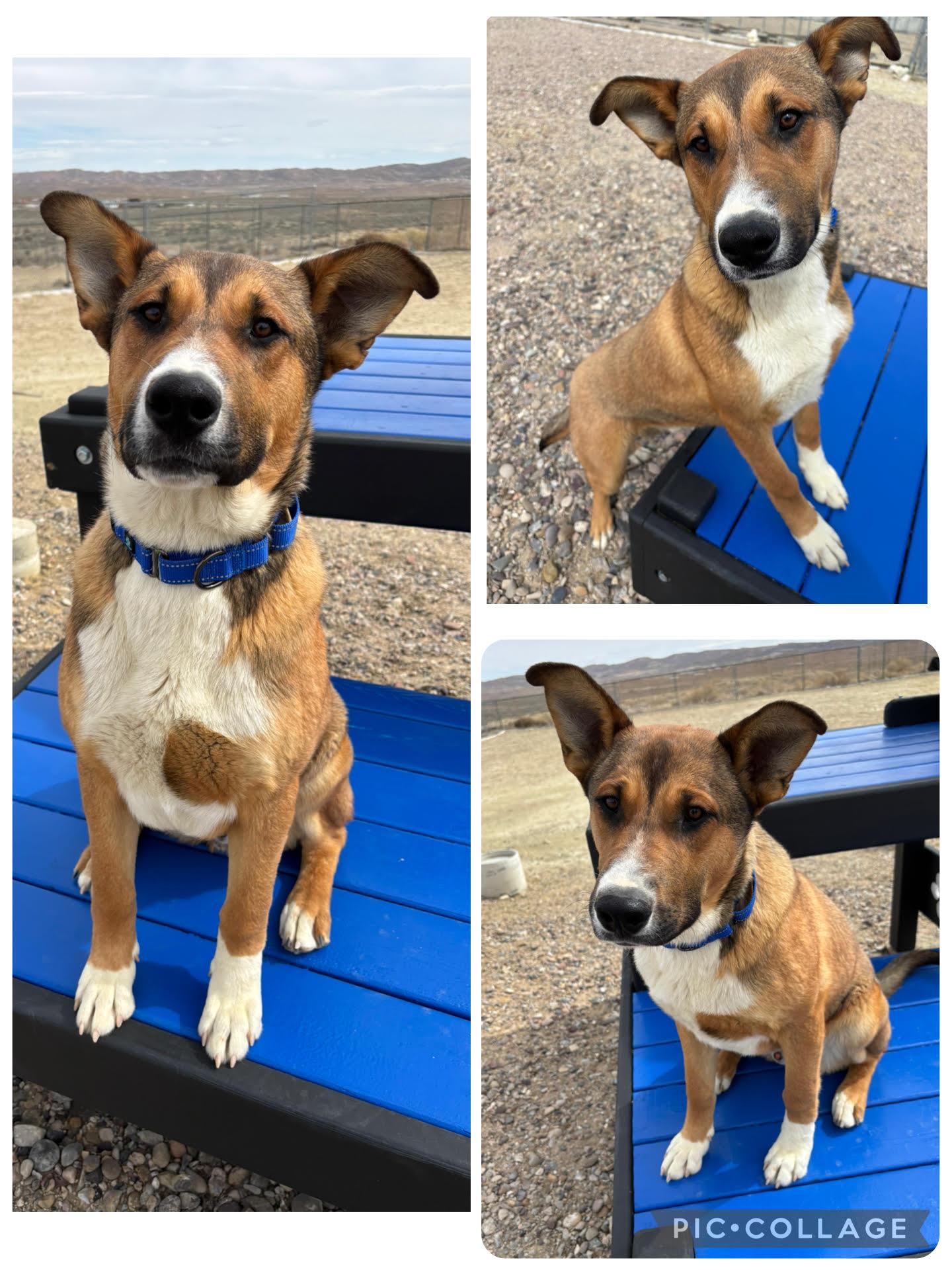 Enlarge Barney, a ADOPTABLE Mixed Breed in Rock Springs, WY image 1/1