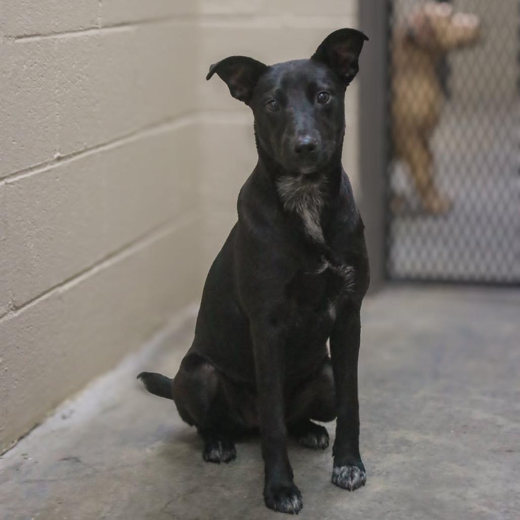 Enlarge Leena, a Adoptable mixed breed in Madisonville, KY image 1/4