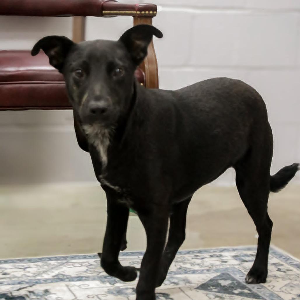 Enlarge Leena, a Adoptable mixed breed in Madisonville, KY image 2/4