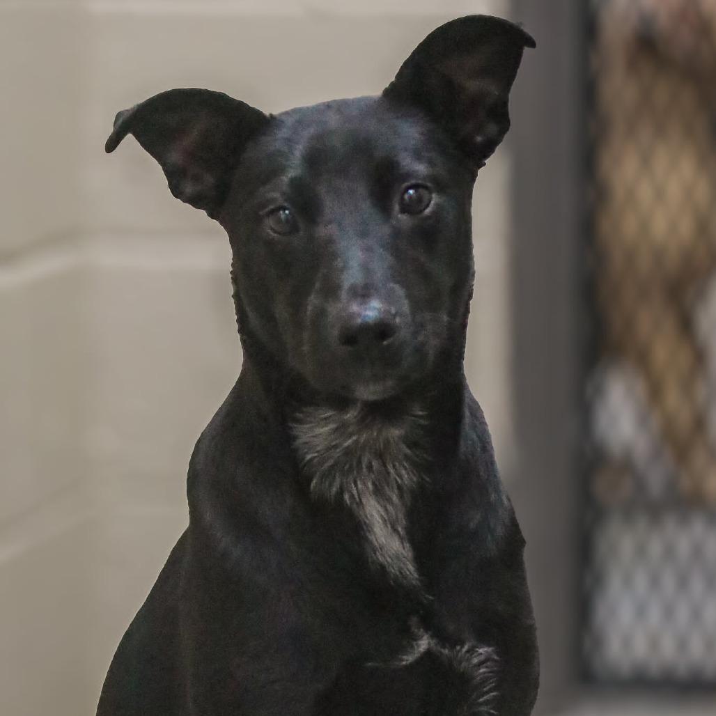 Enlarge Leena, a Adoptable mixed breed in Madisonville, KY image 3/4