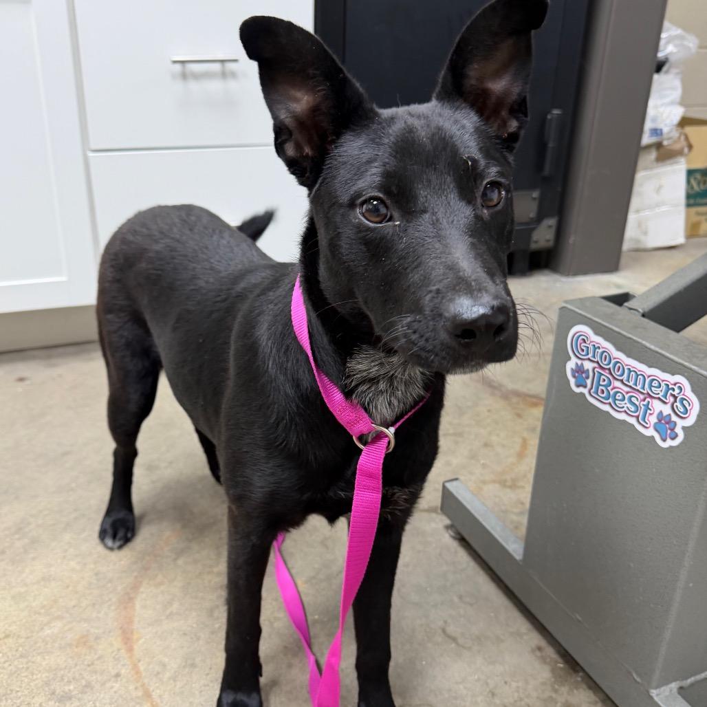 Enlarge Leena, a Adoptable mixed breed in Madisonville, KY image 4/4