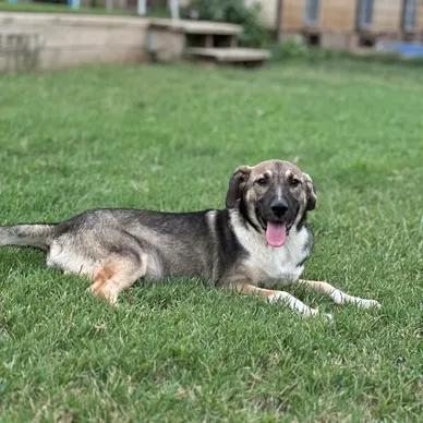 Enlarge Sandy, a Adopted mixed breed in Thornton, TX image 1/1