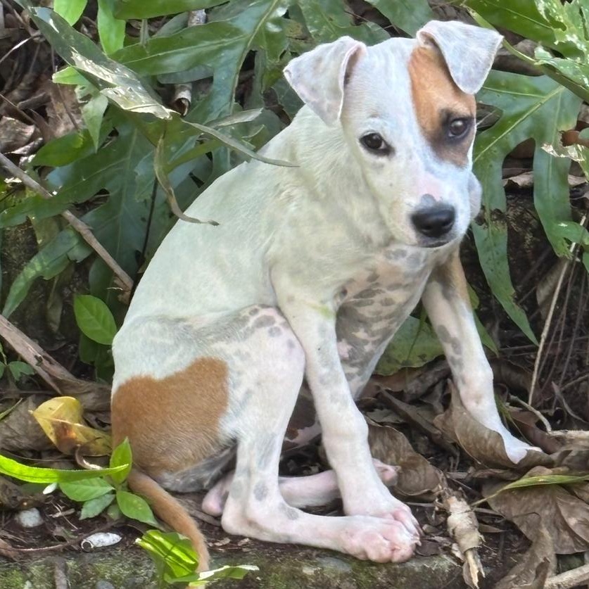 Patch "who Is Your thumbnail 2