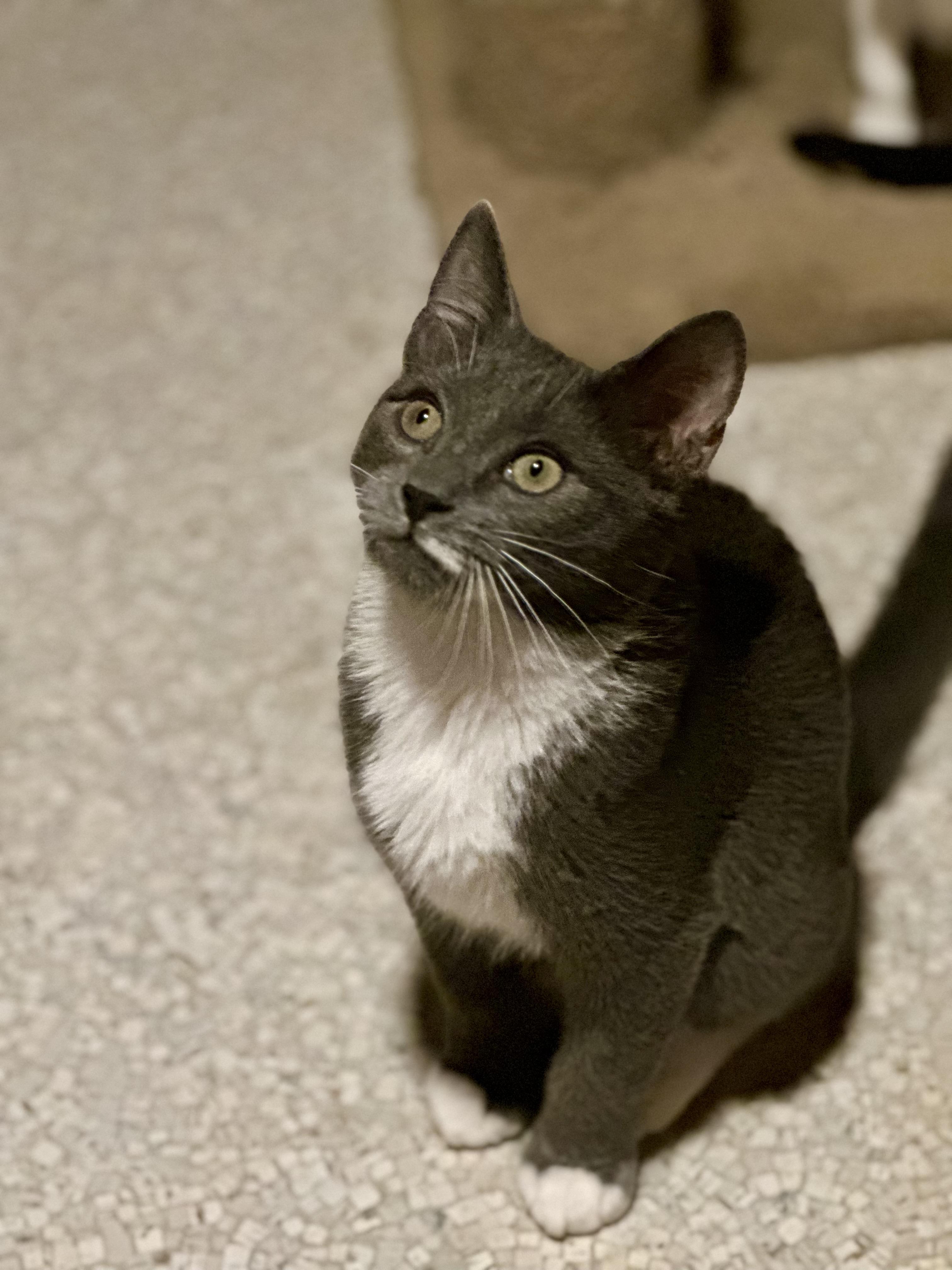 Prince Fiyero