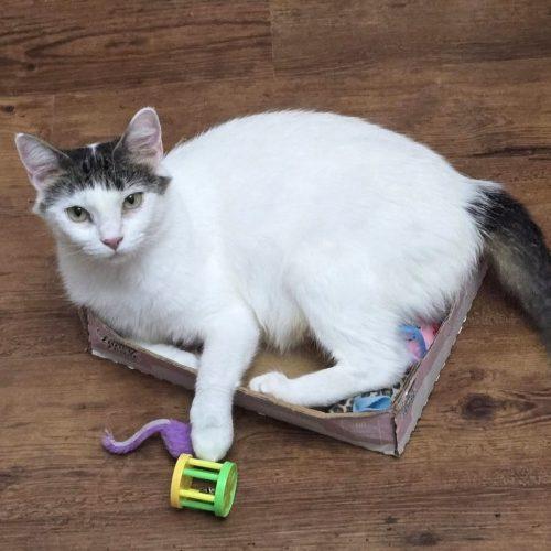 Enlarge Venus, a Adoptable Domestic Short Hair in Elizabeth, IL image 1/5