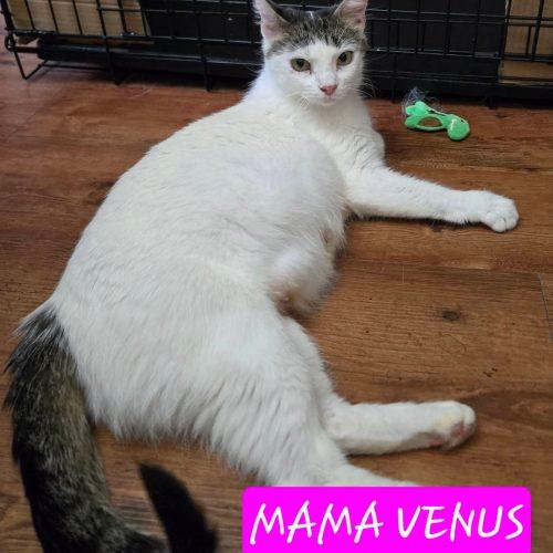 Enlarge Venus, a Adoptable Domestic Short Hair in Elizabeth, IL image 2/5