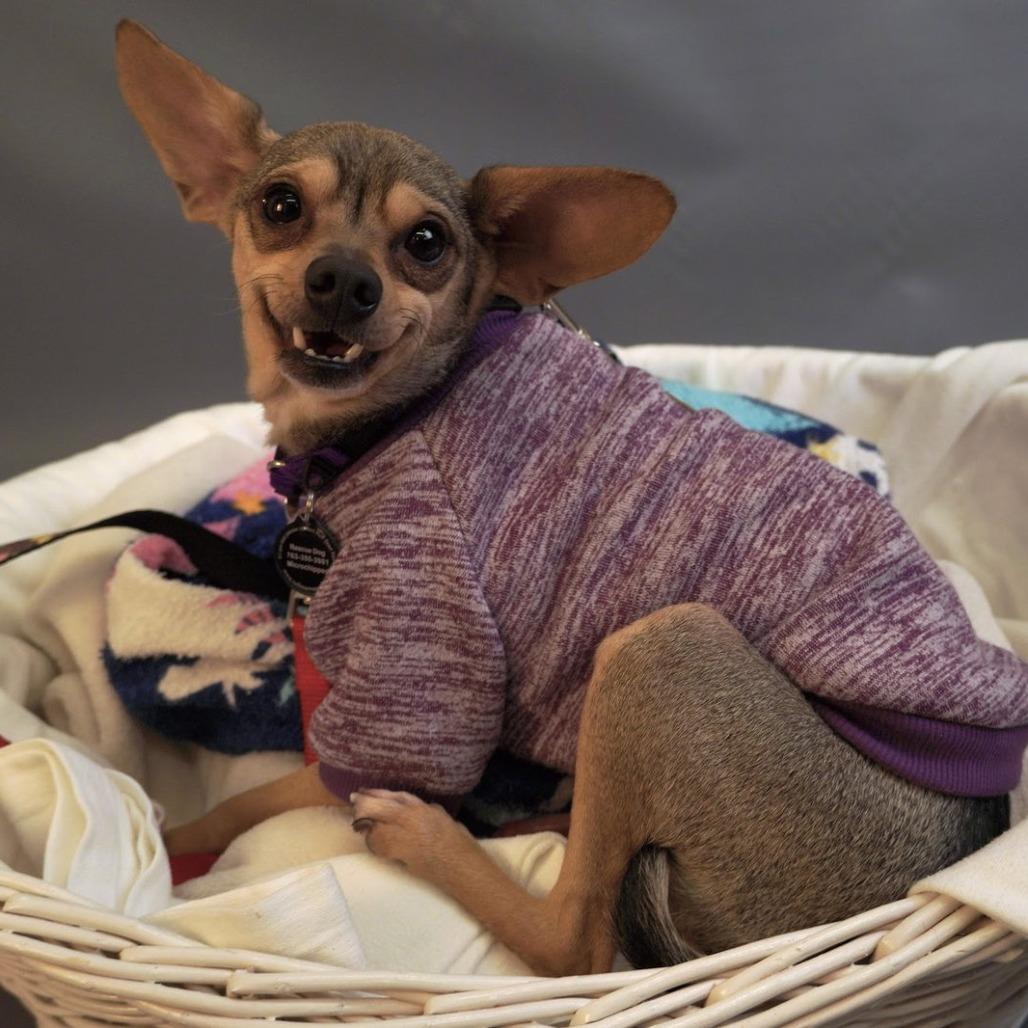Cody D12673, Adoptable, Adult Male Chihuahua & Miniature Pinscher.