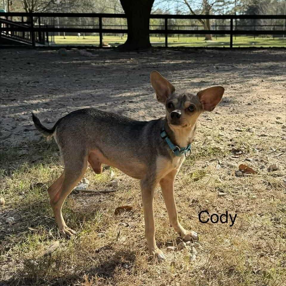 Enlarge Cody D12673, a Adoptable mixed breed in Princeton, MN image 2/2