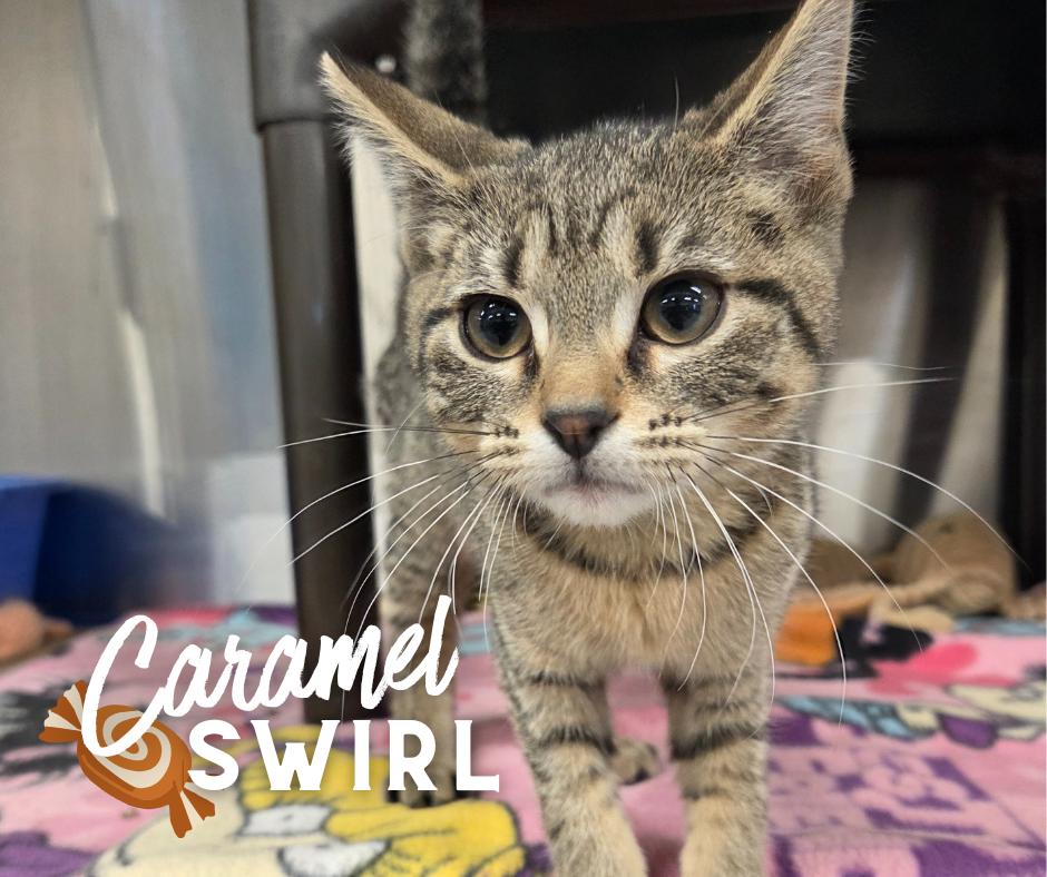 Caramel Swirl thumbnail 2