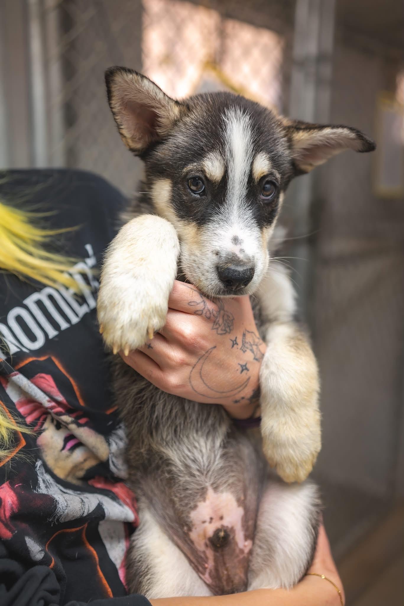 Enlarge Drowzee, a ADOPTABLE Husky in Globe, AZ image 1/1