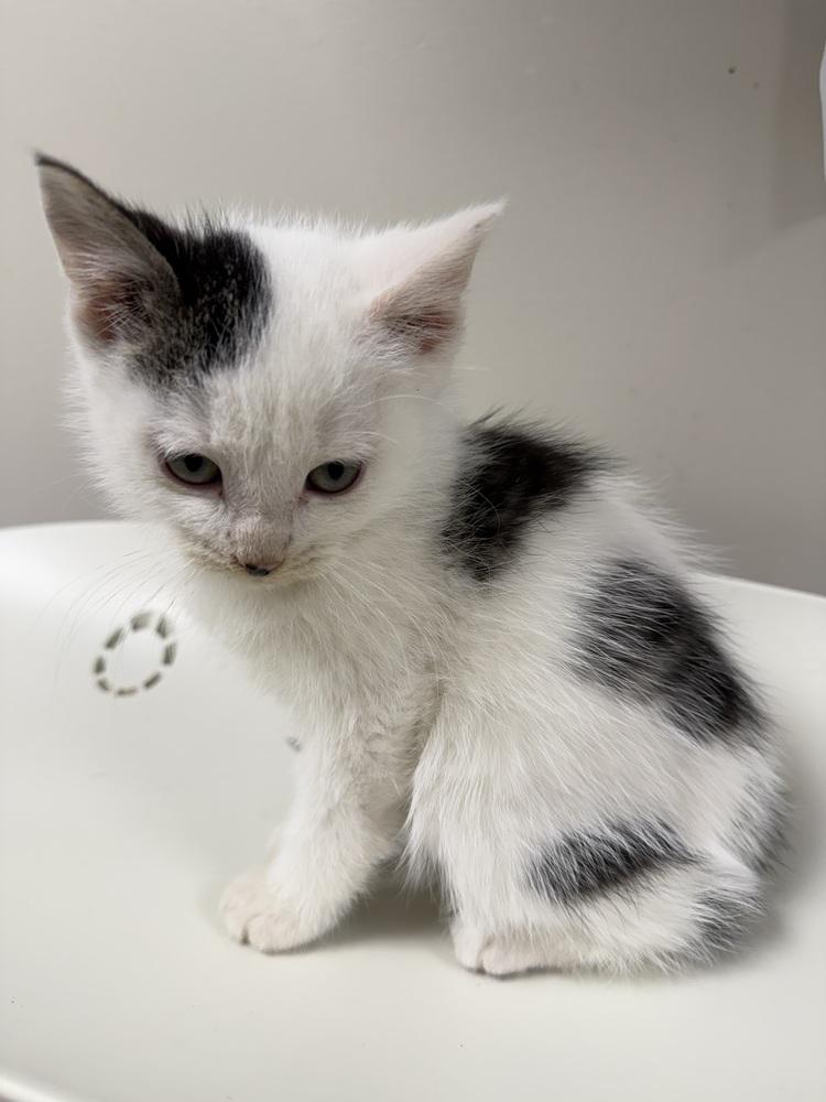 Onyx, Adoptable, Kitten Male Domestic Short Hair.