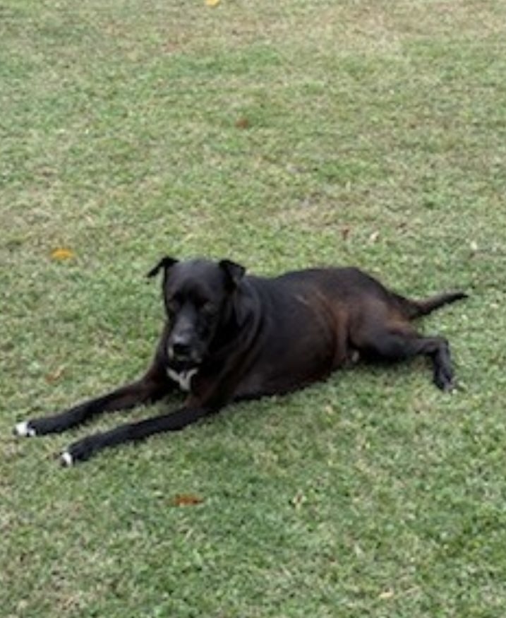 Enlarge Smokey, a Adoptable mixed breed in Locust Grove, VA image 1/1