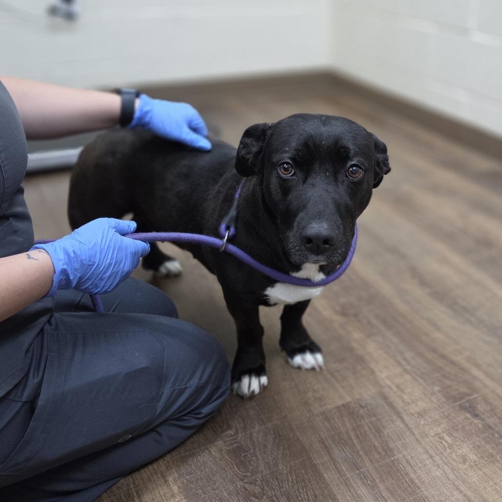 Pantera, Adoptable, Adult Female Dachshund & Pit Bull Terrier.