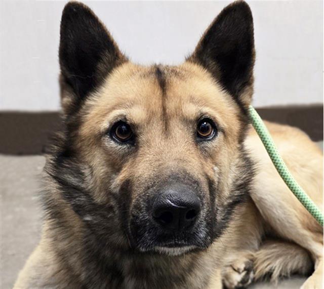 Enlarge ZEKE*, a Adoptable mixed breed in Tucson, AZ image 1/1