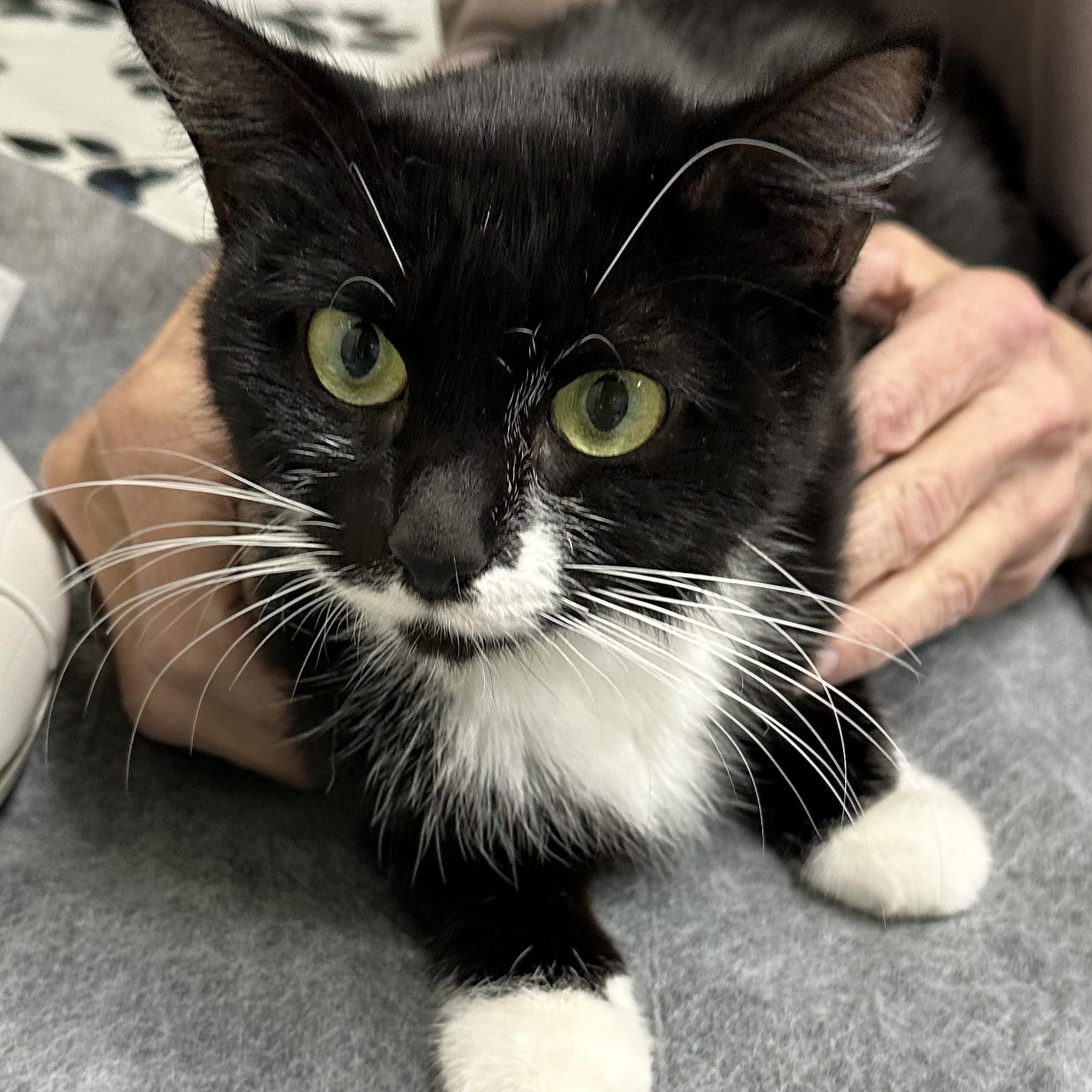 Enlarge Hana Coming In, a Adoptable Tuxedo in Clifton, NJ image 2/4