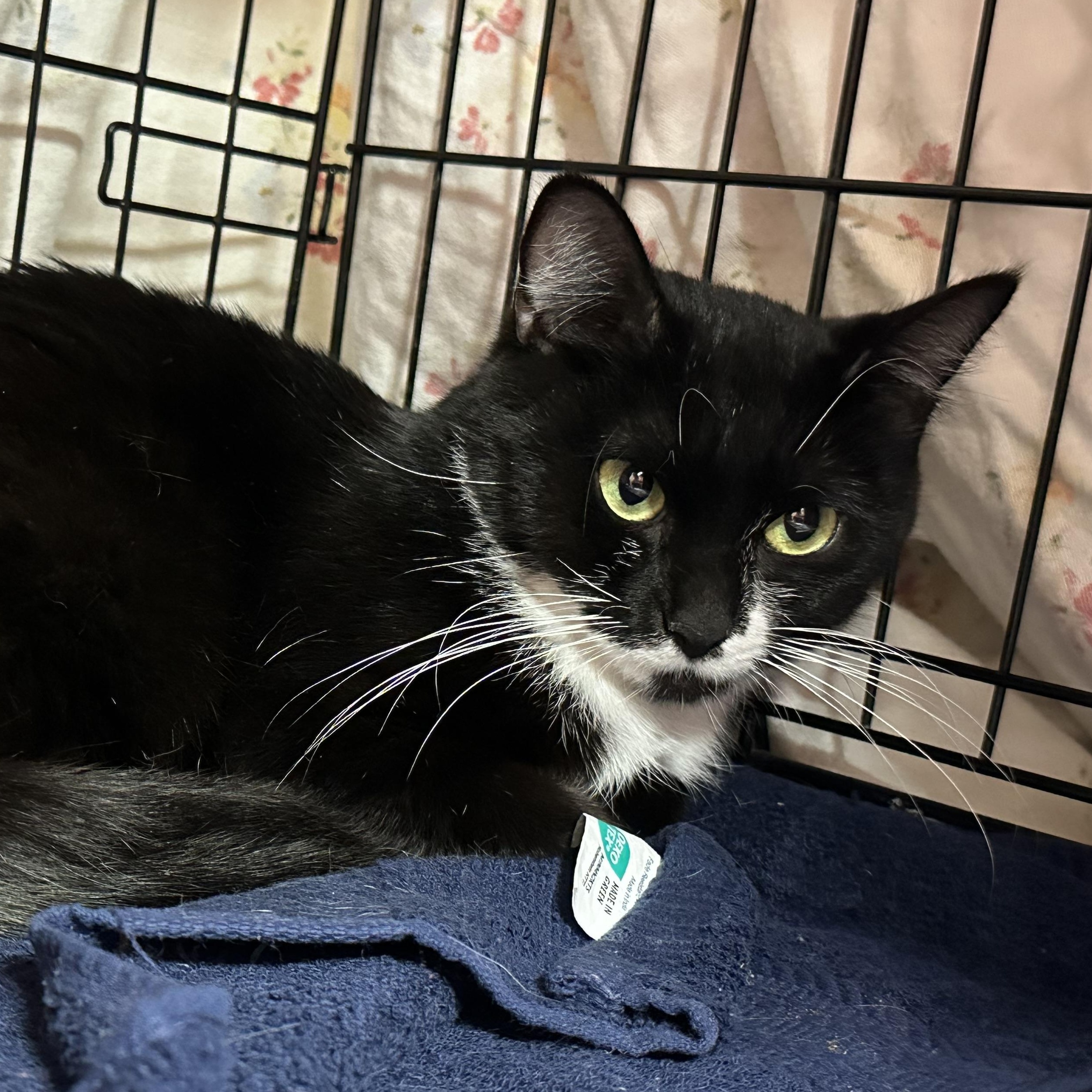Enlarge Hana , a Adoptable Tuxedo in Clifton, NJ image 5/5