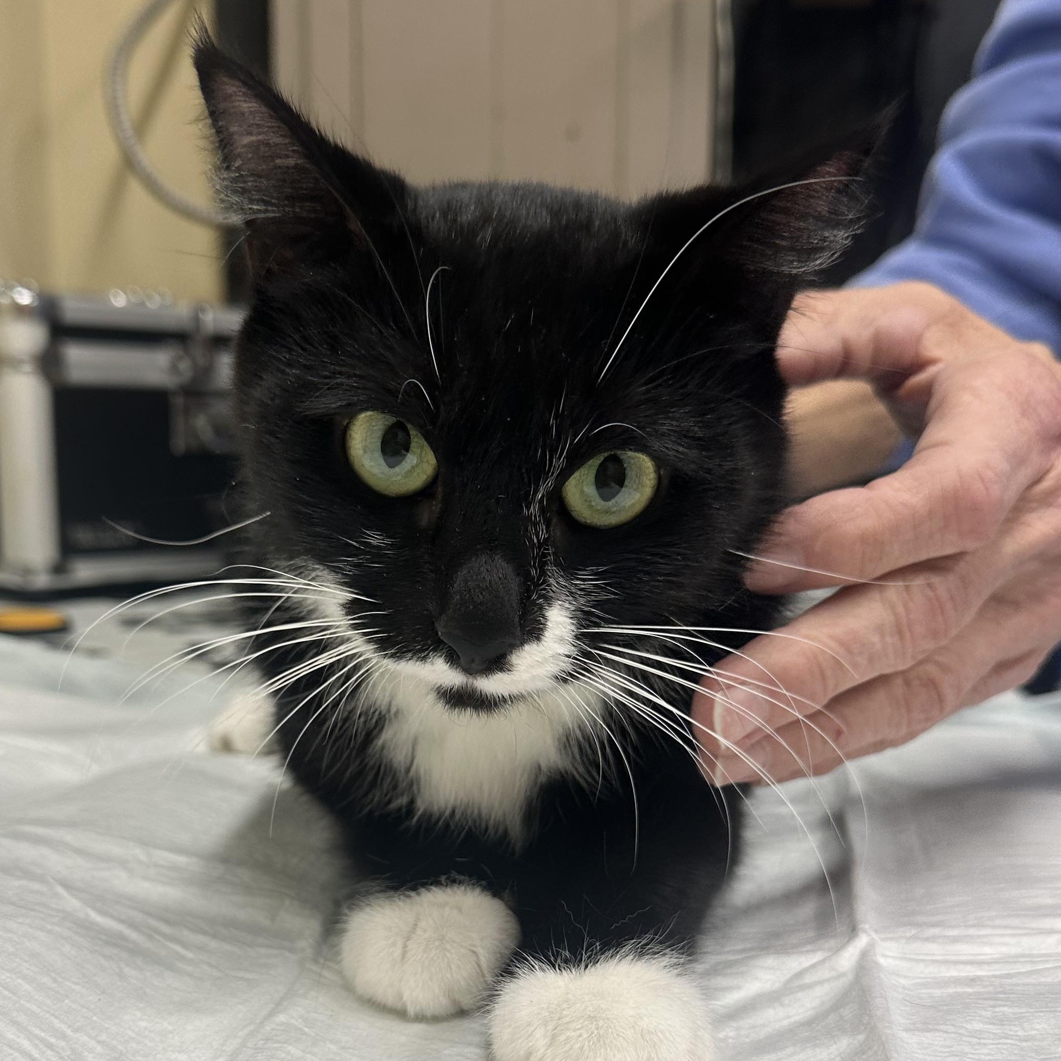 Hana Coming In, Adoptable, Adult Female Tuxedo.