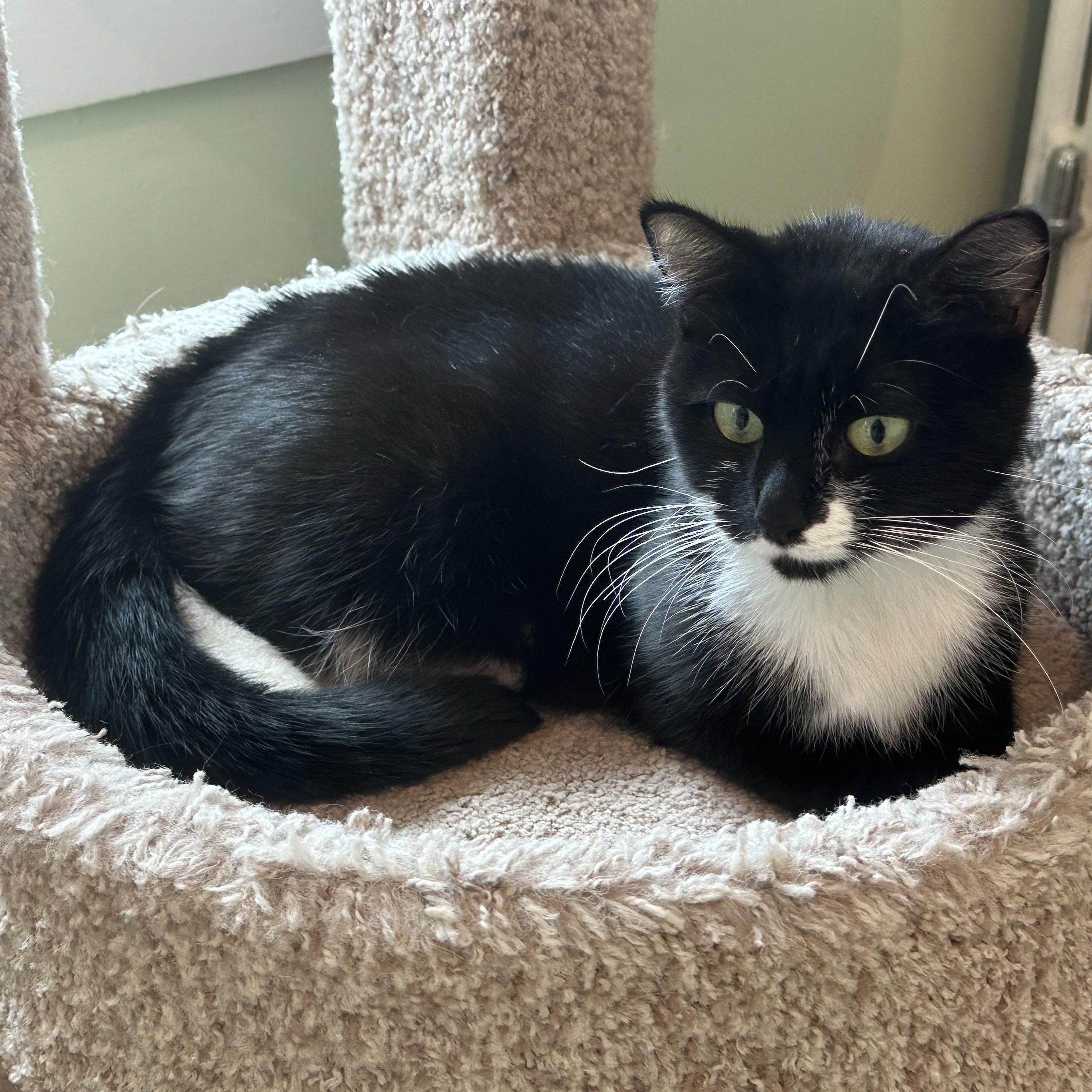 Enlarge Hana Coming In, a Adoptable Tuxedo in Clifton, NJ image 4/4