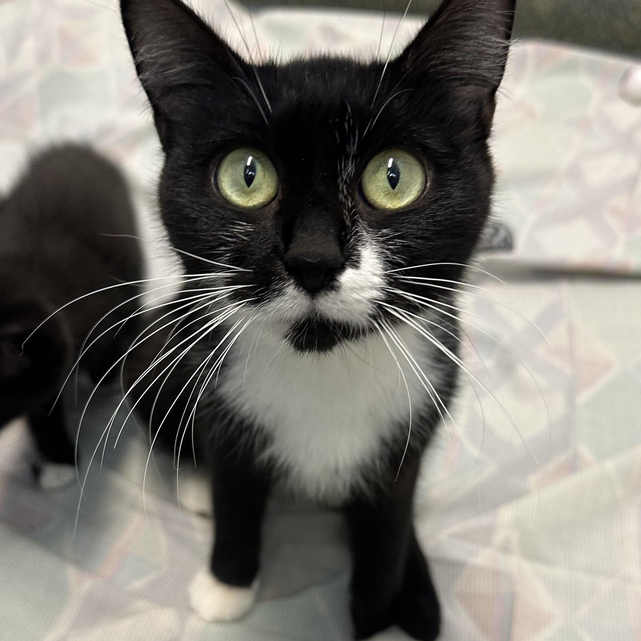 Hana , Adoptable, Adult Female Tuxedo.