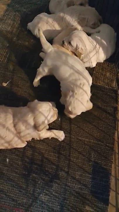 Enlarge Arte, an adopted Goldendoodle in Haworth, NJ video 3/3