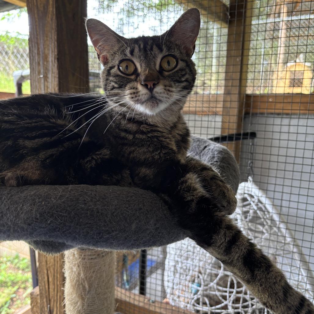 Bandit, Adoptable, Young Female Domestic Short Hair.