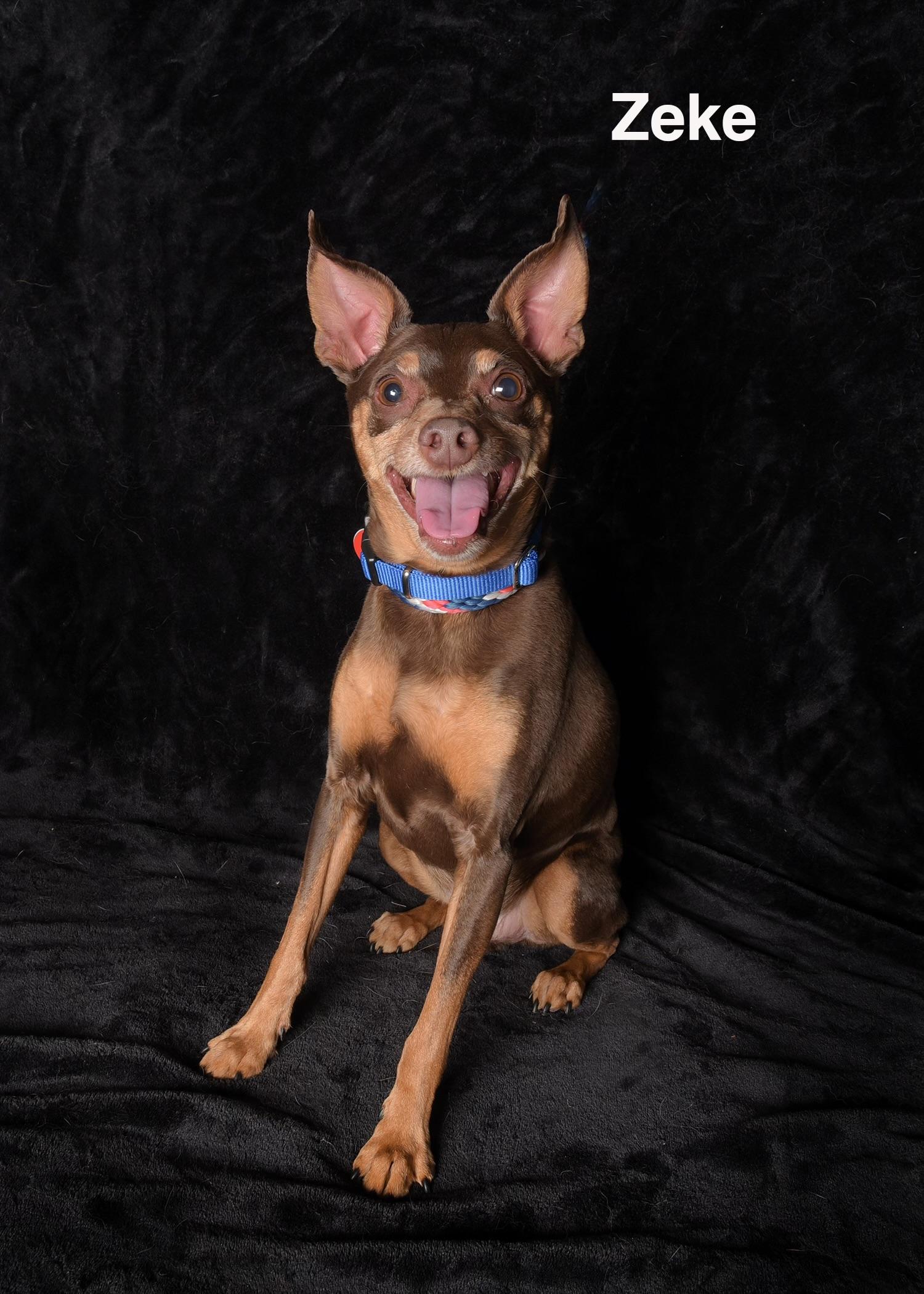 Enlarge Zeke, a ADOPTABLE Miniature Pinscher in Van Nuys, CA image 1/1