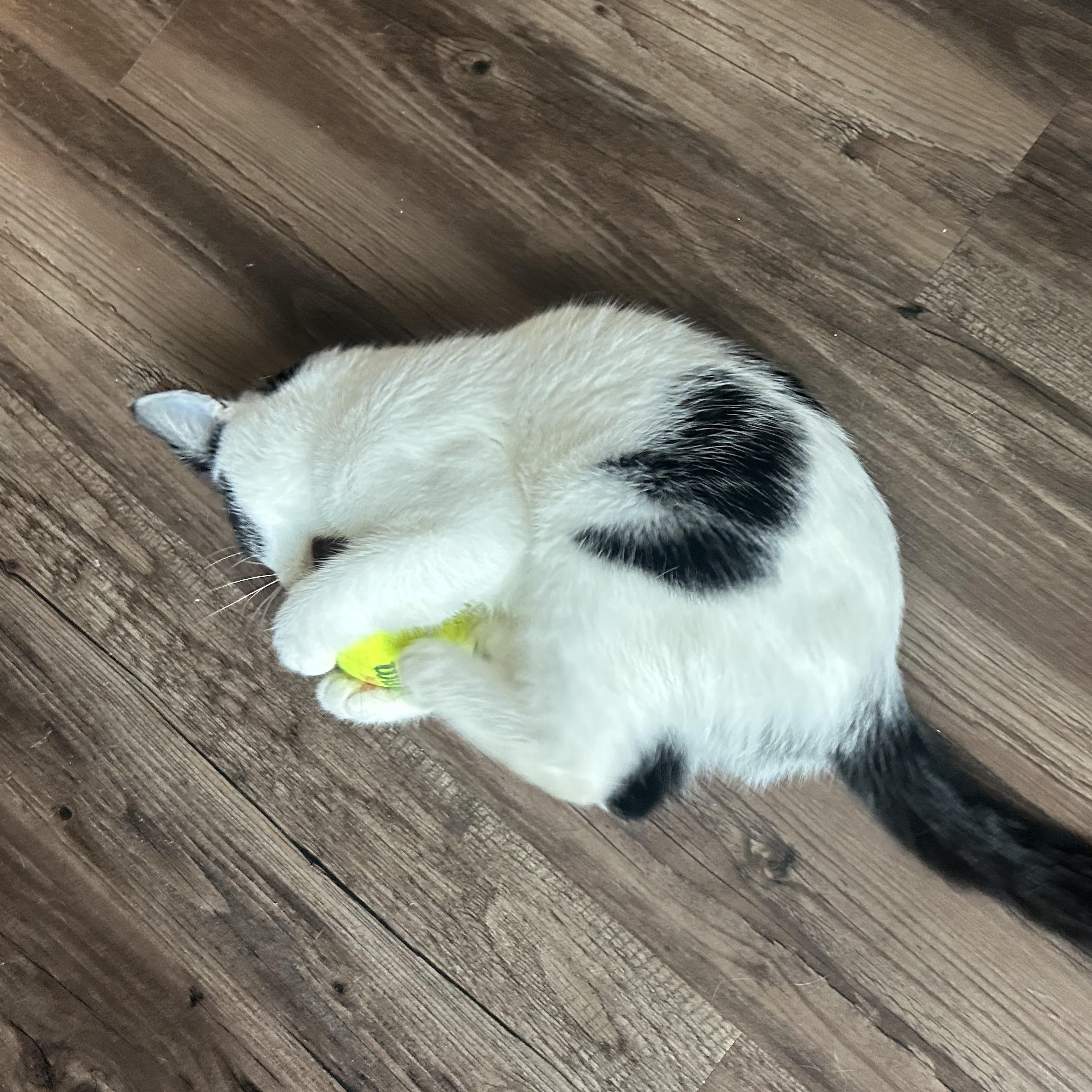 Enlarge Daisy, an adopted Domestic Short Hair in Atlanta, GA image 3/6