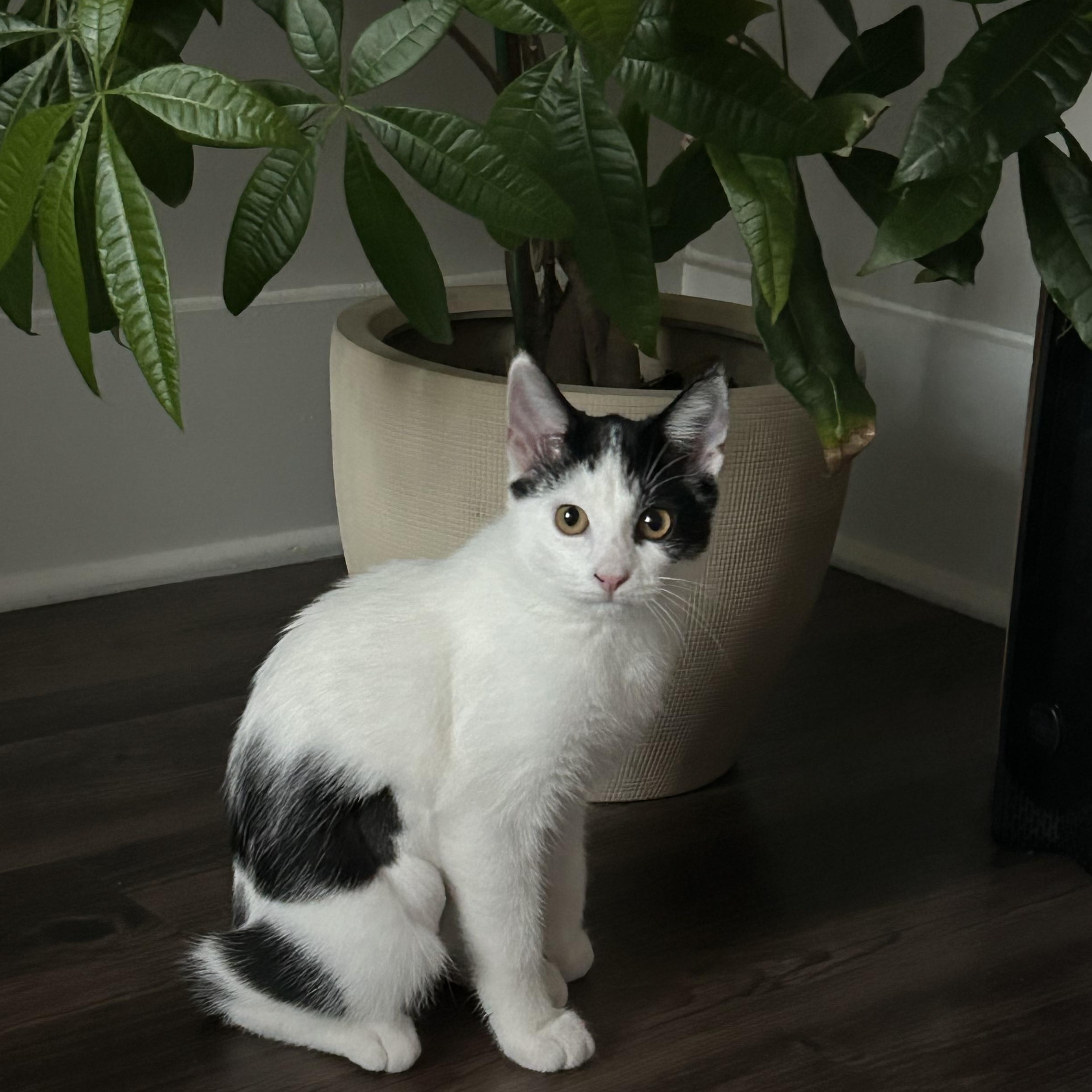 Enlarge Daisy, an adopted Domestic Short Hair in Atlanta, GA image 5/6