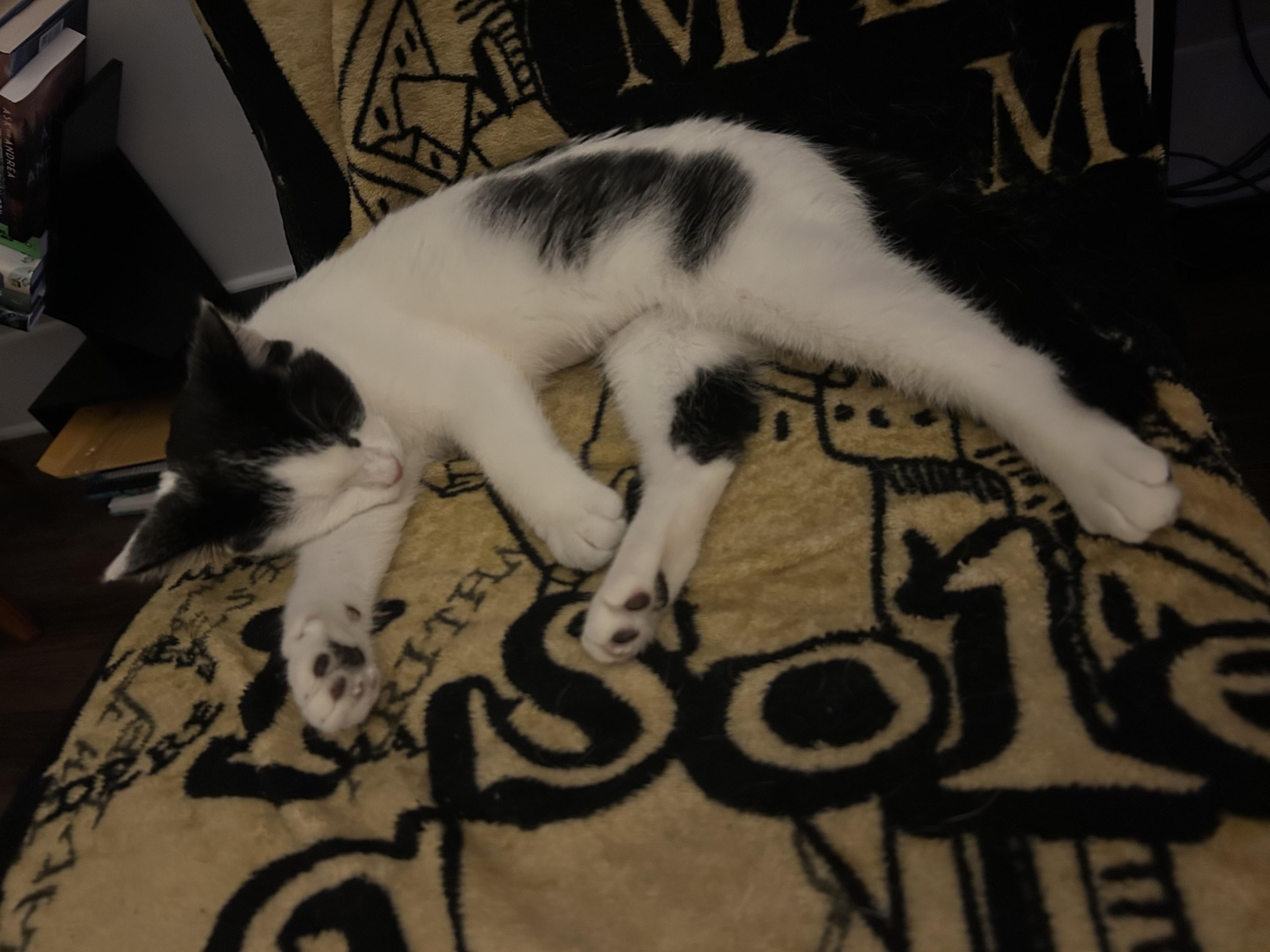 Enlarge Daisy, an adopted Domestic Short Hair in Atlanta, GA image 4/6