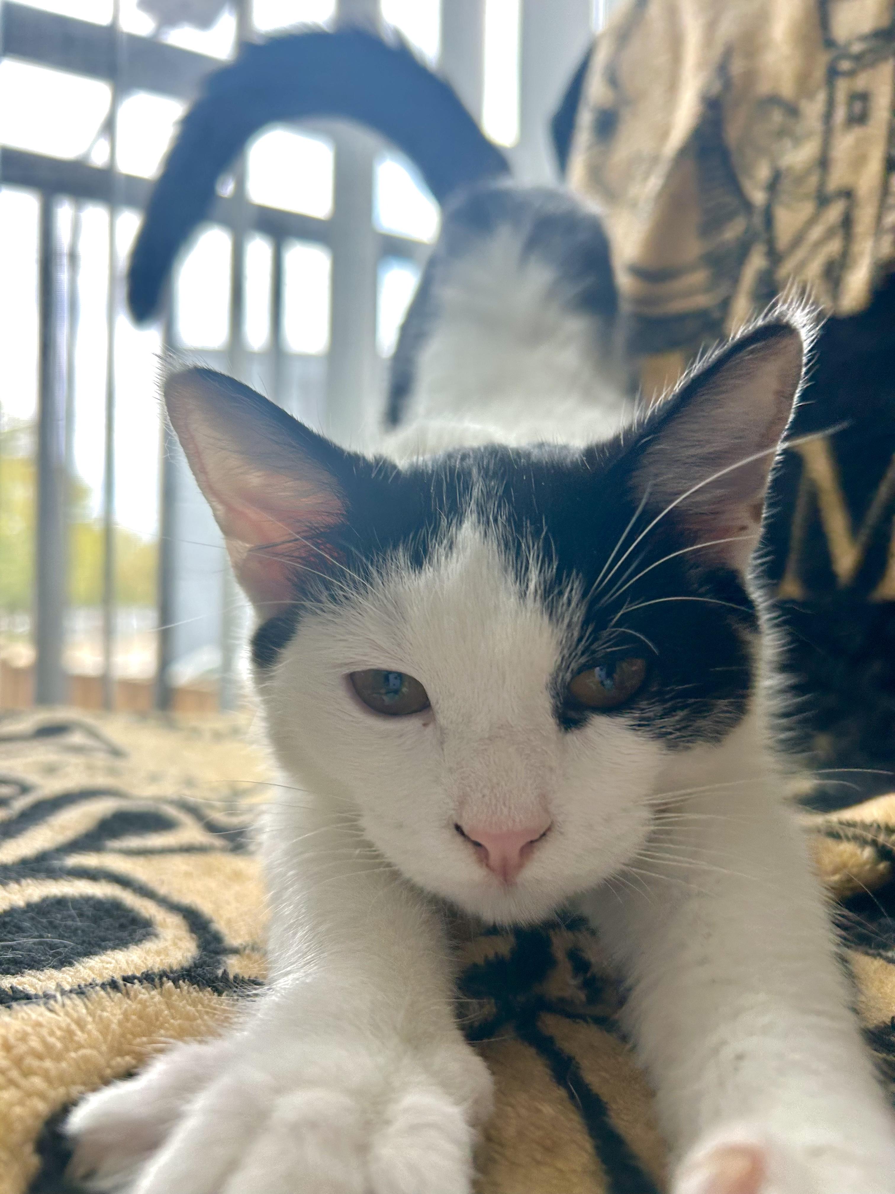 Enlarge Daisy, an adopted Domestic Short Hair in Atlanta, GA image 6/6