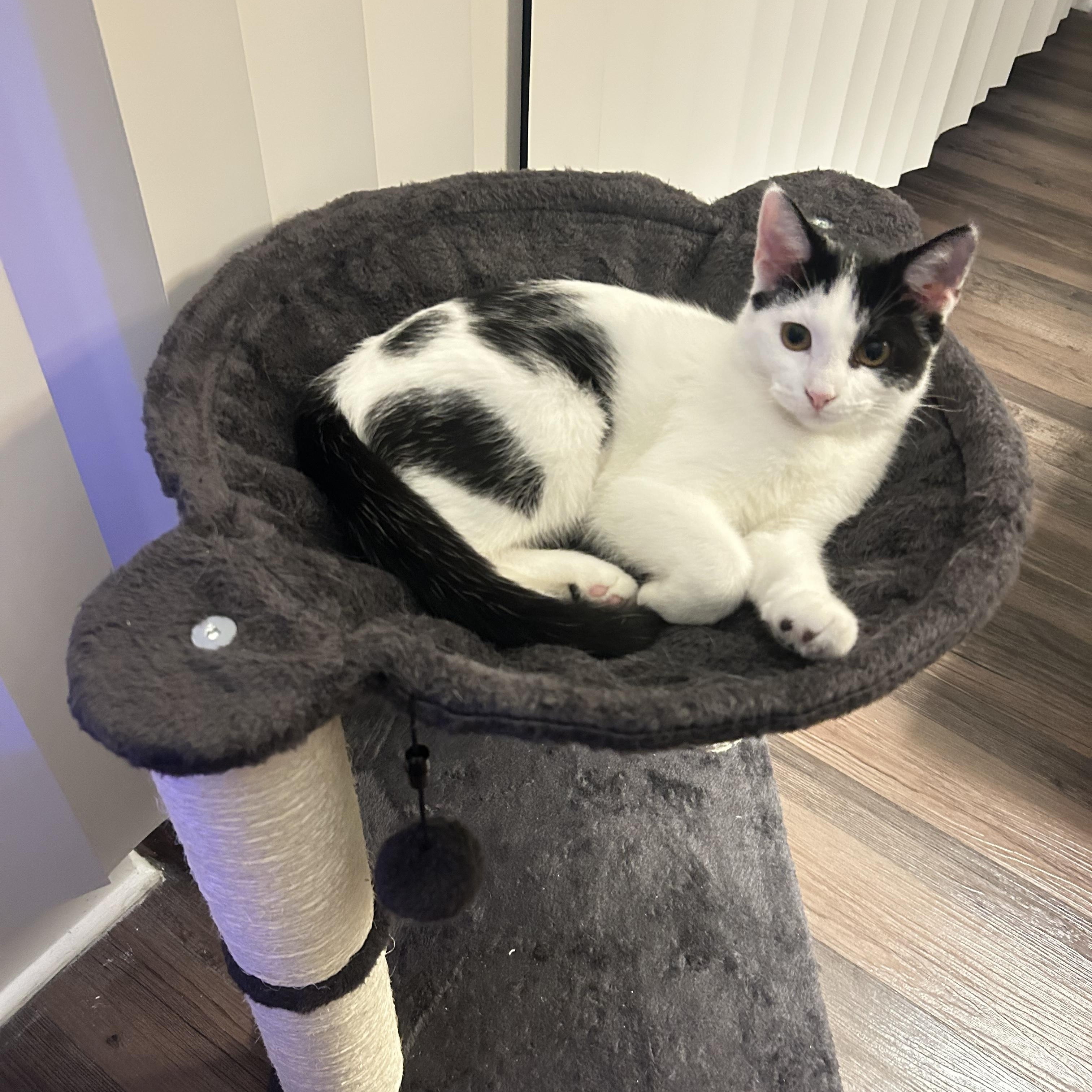 Daisy, adopted, Young Female Domestic Short Hair.