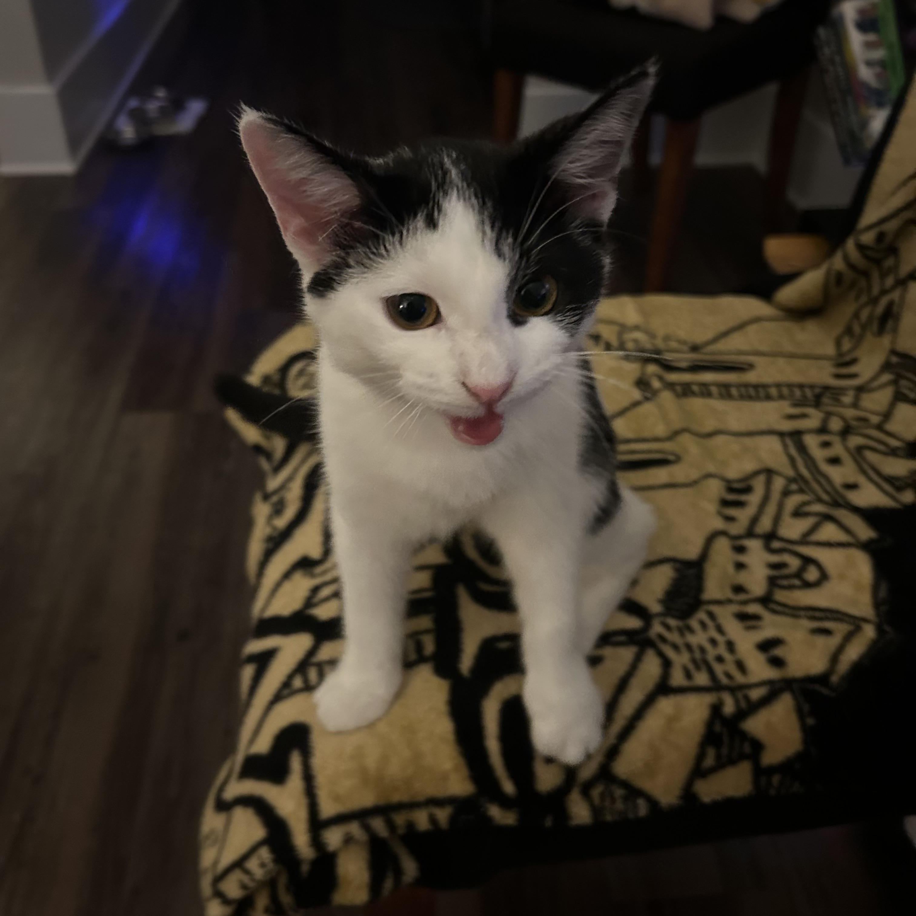 Enlarge Daisy, an adopted Domestic Short Hair in Atlanta, GA image 2/6