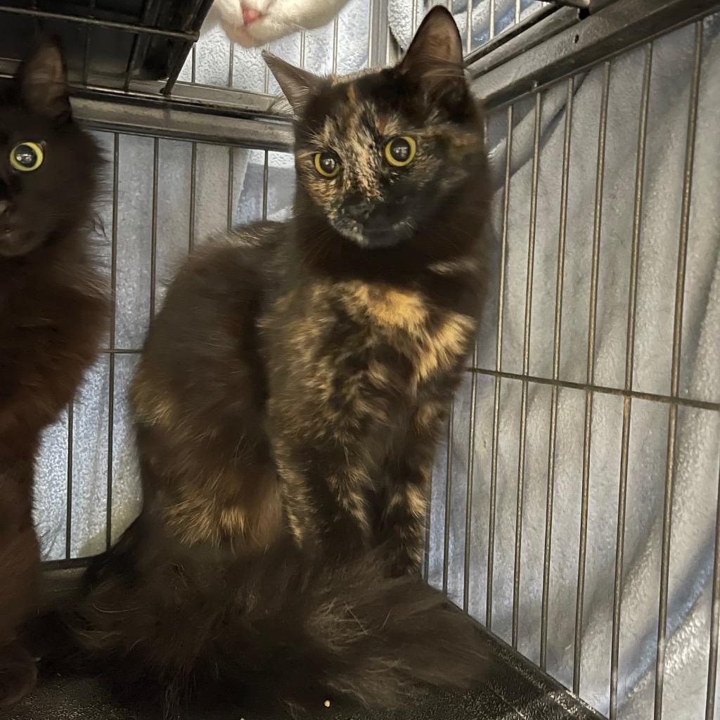Enlarge CURRY, a Adoptable mixed breed in Battle Creek, MI image 1/2