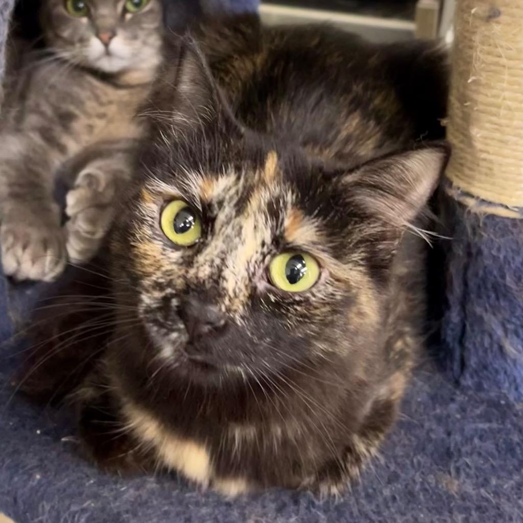 CURRY — thumbnail 3