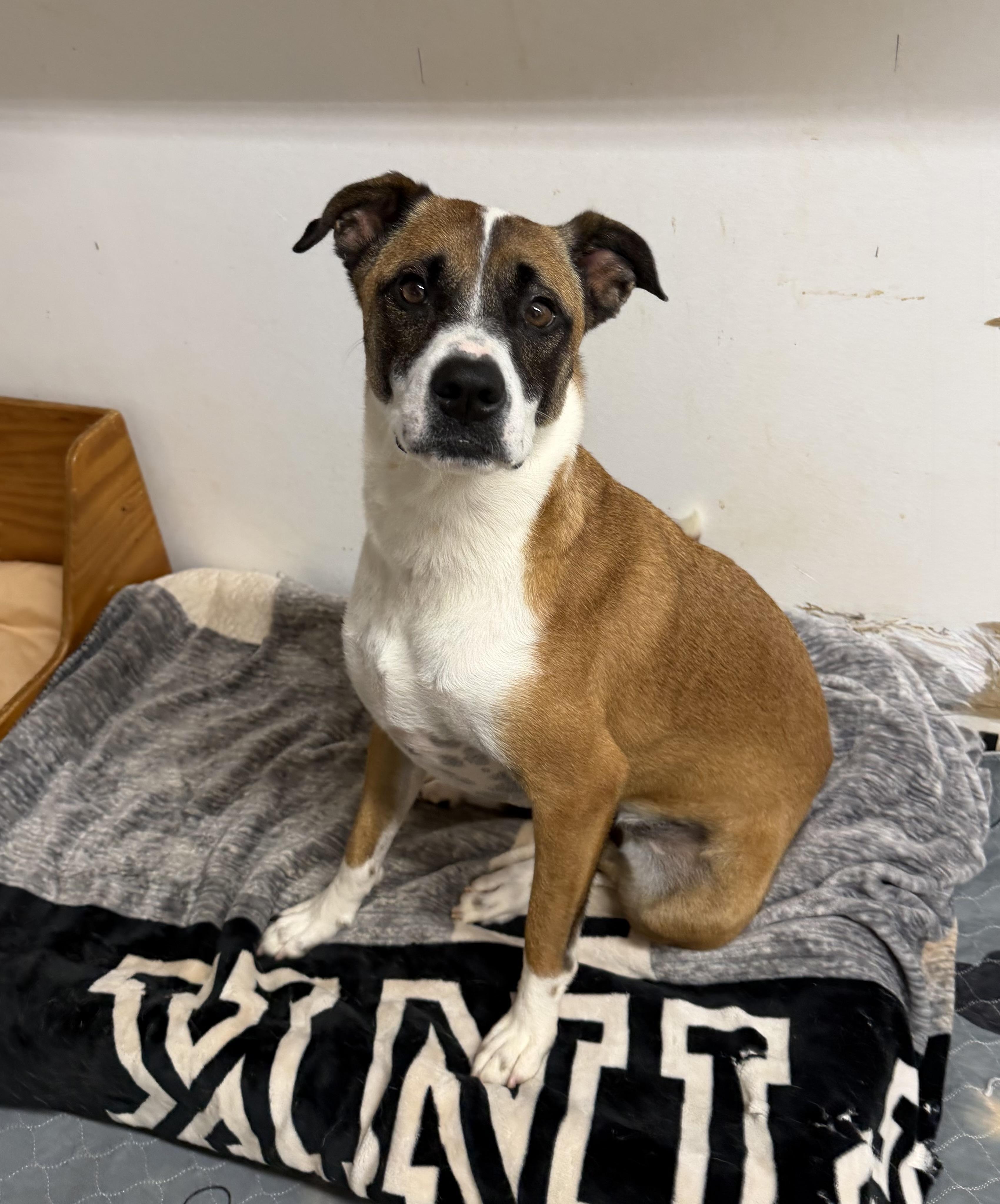 Enlarge JoJo (Julia), a Adoptable mixed breed in Kings Mountain, NC image 2/6