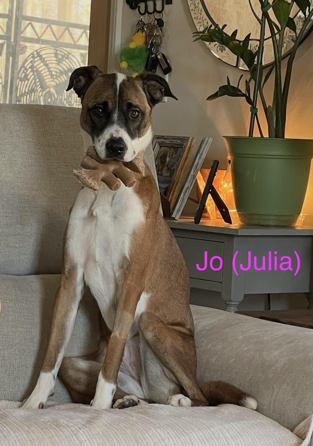 Jo (Julia), ADOPTABLE, Adult Female Boxer.