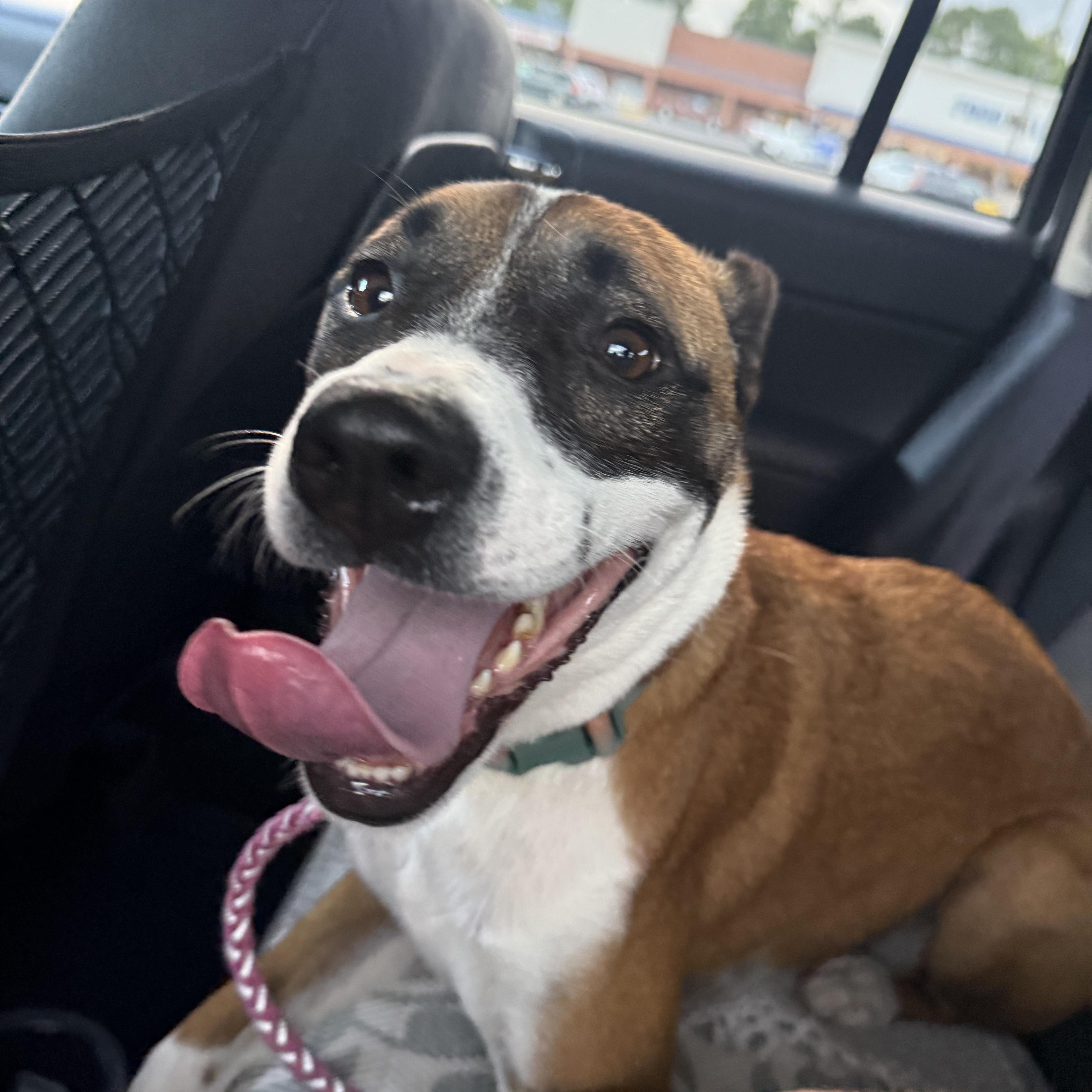 Enlarge JoJo (Julia), a Adoptable mixed breed in Kings Mountain, NC image 4/6