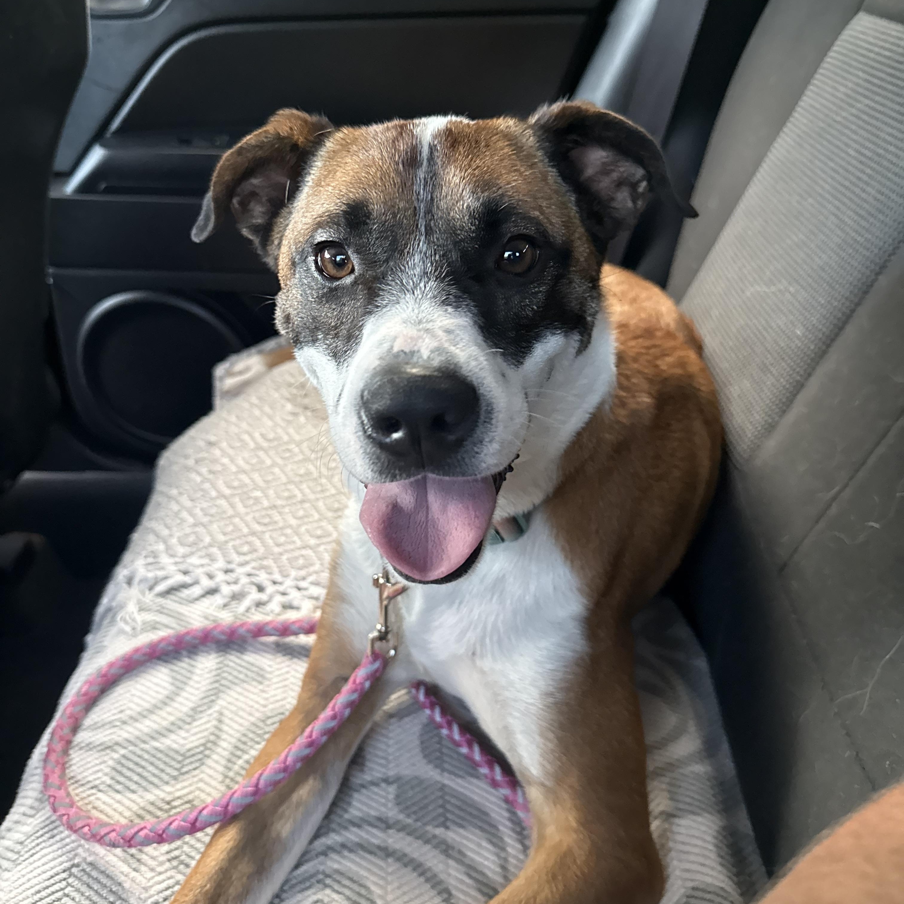 Enlarge JoJo (Julia), a Adoptable mixed breed in Kings Mountain, NC image 3/6