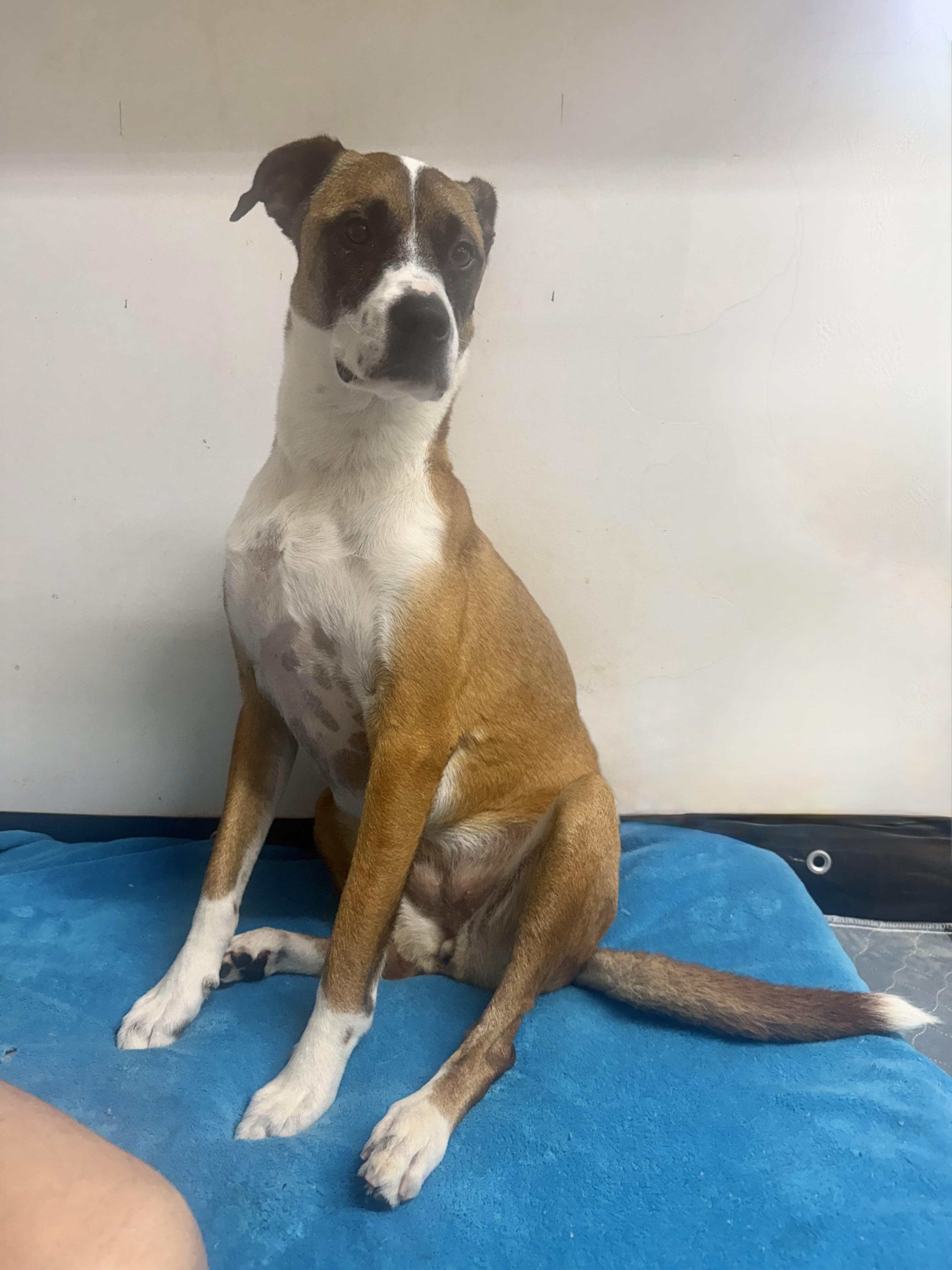 Enlarge JoJo (Julia), a Adoptable mixed breed in Kings Mountain, NC image 6/6