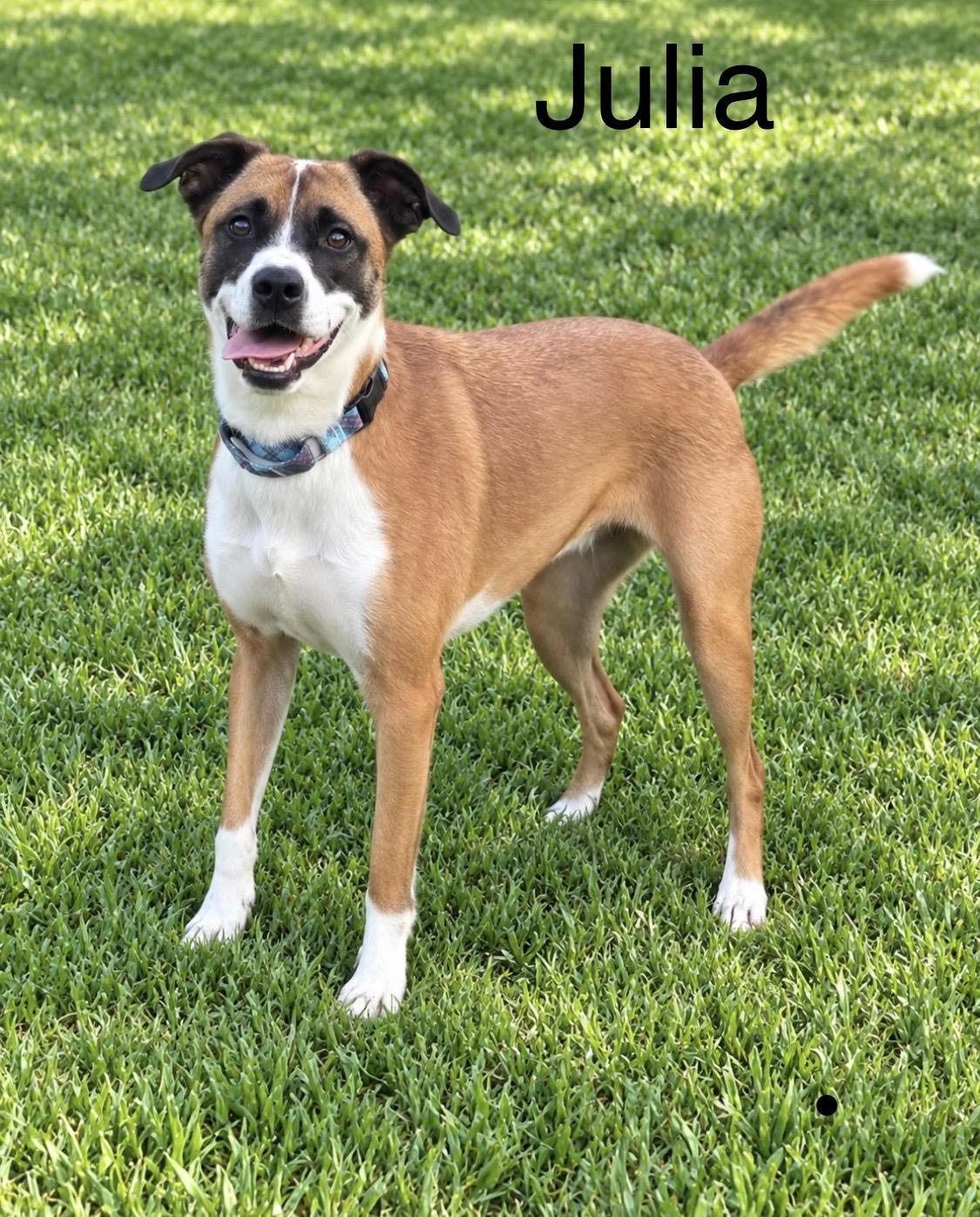 JoJo (Julia), Adoptable, Adult Female Boxer.