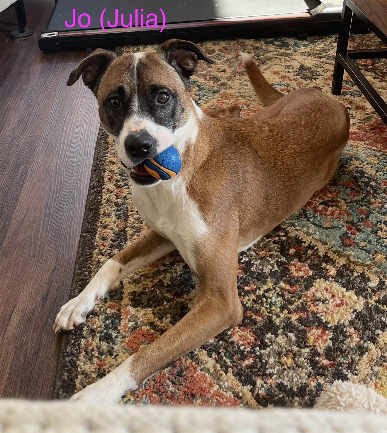 Jo (Julia), a ADOPTABLE mixed breed in Kings Mountain, NC image 2/2