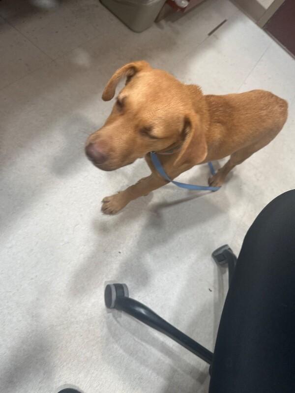Hooch, Adoptable, Young Male Mixed Breed.