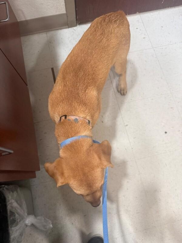 Enlarge Hooch, a Adoptable Mixed Breed in Hobbs, NM image 2/6