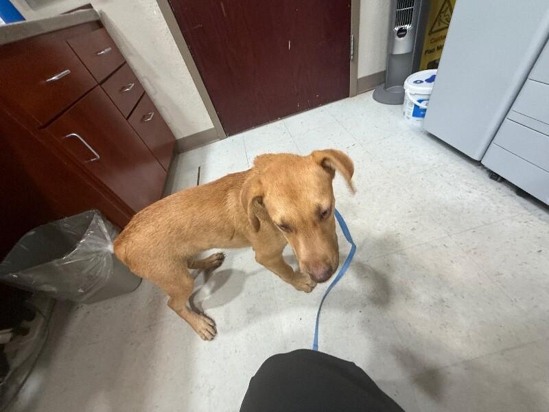 Enlarge Hooch, a Adoptable Mixed Breed in Hobbs, NM image 3/6