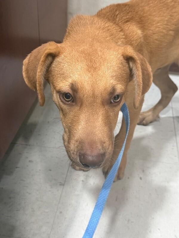 Enlarge Hooch, a Adoptable Mixed Breed in Hobbs, NM image 4/6