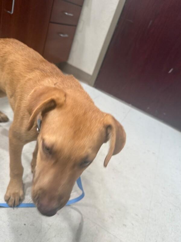 Enlarge Hooch, a Adoptable Mixed Breed in Hobbs, NM image 5/6