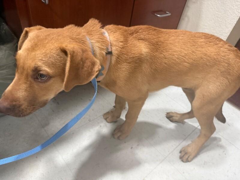 Enlarge Hooch, a Adoptable Mixed Breed in Hobbs, NM image 6/6